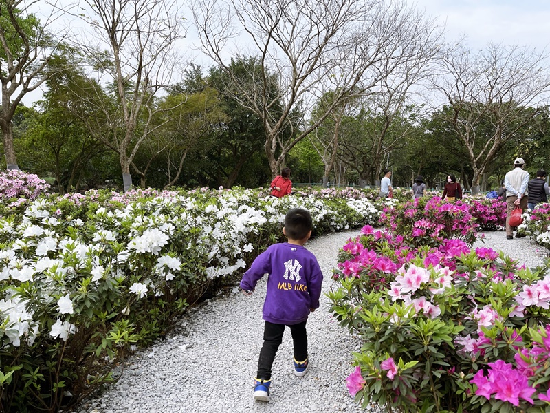 大安森林公園繡球花｜絕美杜鵑冶園開放,台北最方便賞花公園!