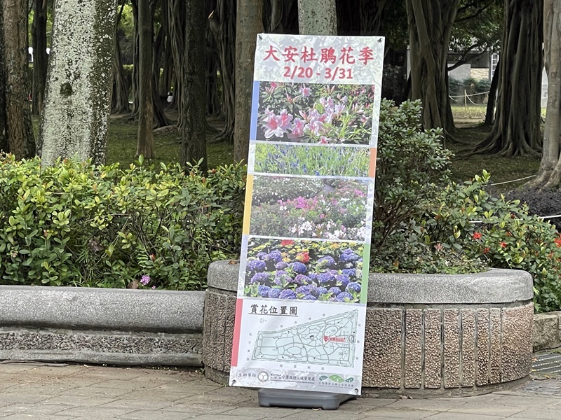 大安森林公園繡球花｜絕美杜鵑冶園開放,台北最方便賞花公園!