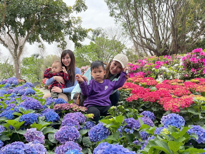 大安森林公園繡球花｜絕美杜鵑冶園開放,台北最方便賞花公園!