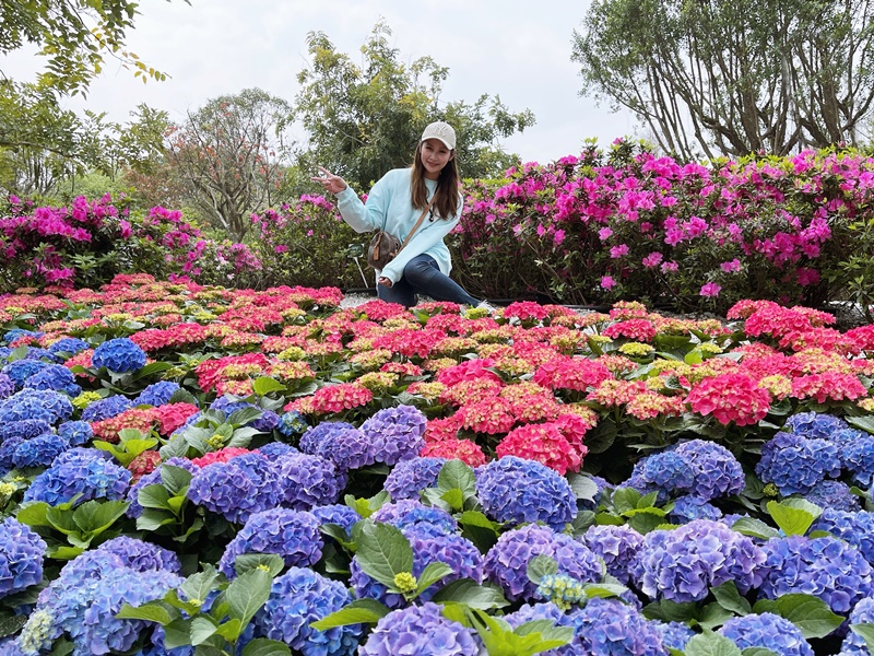 大安森林公園繡球花｜絕美杜鵑冶園開放,台北最方便賞花公園!