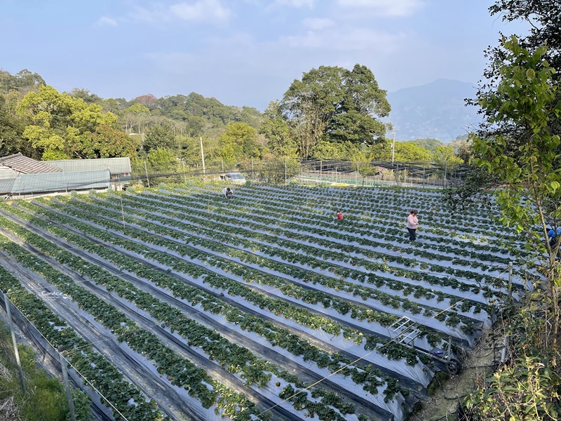 悠活憶境景觀露營區｜營主自營草莓園,還有豐香草莓可採!10帳包場小營區!