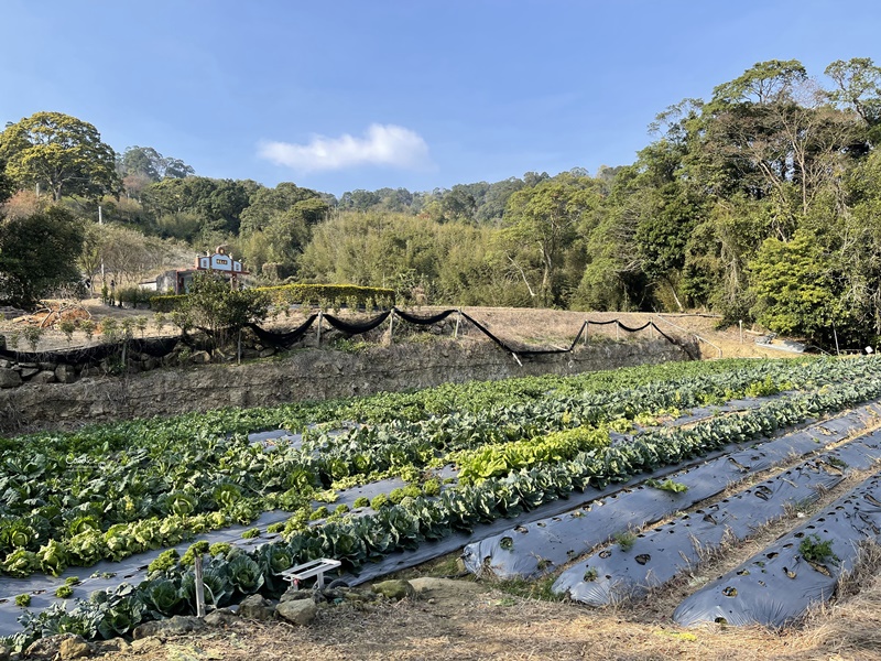 悠活憶境景觀露營區｜營主自營草莓園,還有豐香草莓可採!10帳包場小營區!