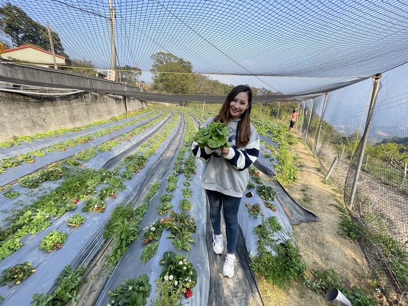 悠活憶境景觀露營區｜營主自營草莓園,還有豐香草莓可採!10帳包場小營區!