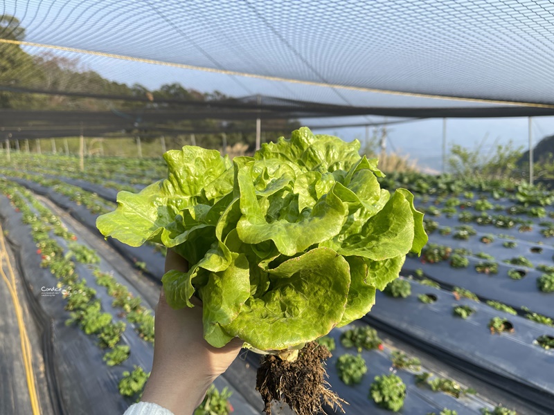 悠活憶境景觀露營區｜營主自營草莓園,還有豐香草莓可採!10帳包場小營區!