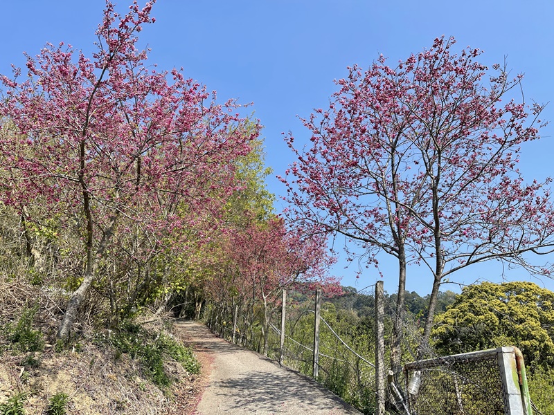 悠活憶境景觀露營區｜營主自營草莓園,還有豐香草莓可採!10帳包場小營區!