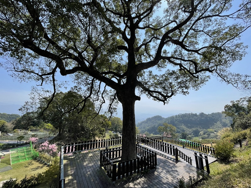 悠活憶境景觀露營區｜營主自營草莓園,還有豐香草莓可採!10帳包場小營區!