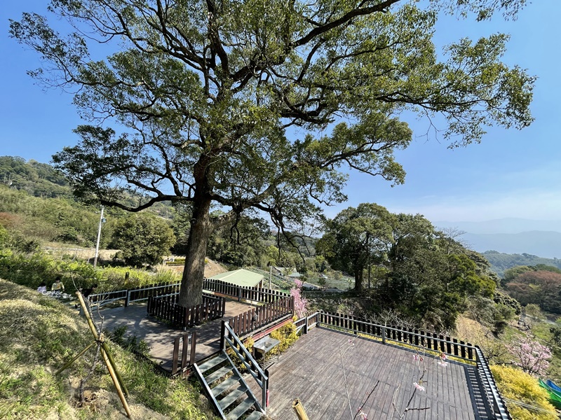 悠活憶境景觀露營區｜營主自營草莓園,還有豐香草莓可採!10帳包場小營區!