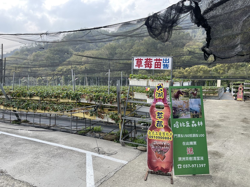 六合草莓休閒農場｜大湖採草莓推薦!高架草莓園,免蹲低好方便!