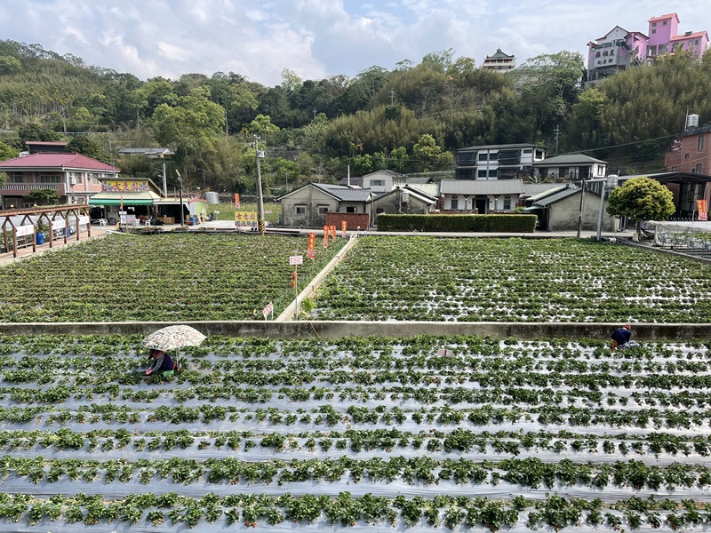 草莓文化館｜草莓系大湖伴手禮!草莓豆腐乳/草莓香腸/草莓酒