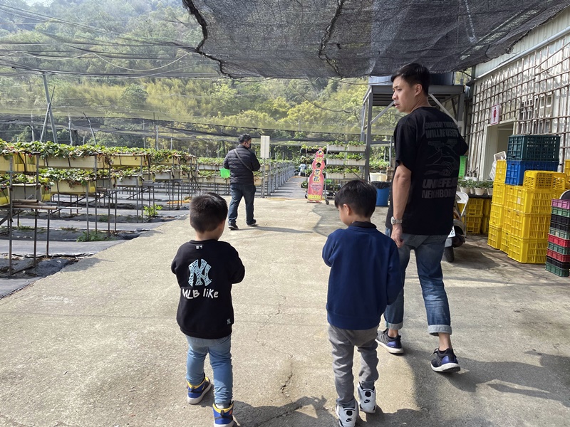 六合草莓休閒農場｜大湖採草莓推薦!高架草莓園,免蹲低好方便!