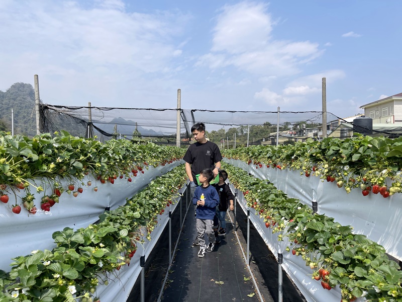 六合草莓休閒農場｜大湖採草莓推薦!高架草莓園,免蹲低好方便!