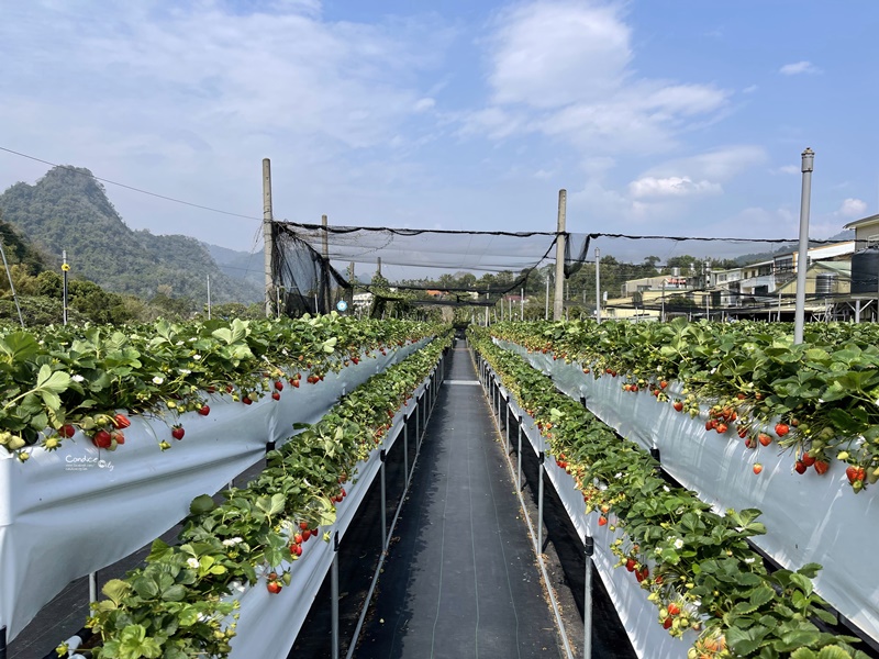 六合草莓休閒農場｜大湖採草莓推薦!高架草莓園,免蹲低好方便!