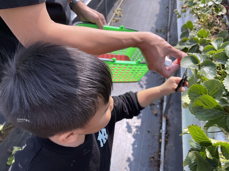 六合草莓休閒農場｜大湖採草莓推薦!高架草莓園,免蹲低好方便!