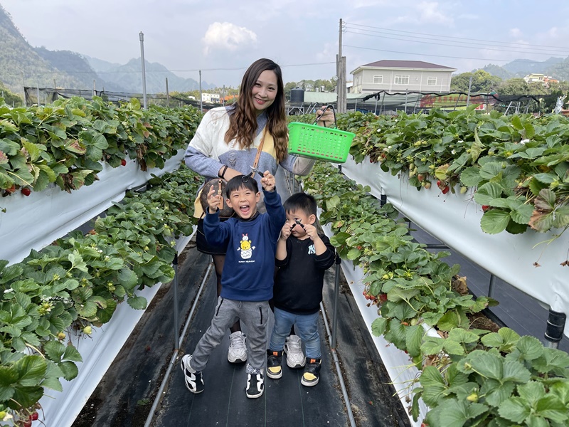 六合草莓休閒農場｜大湖採草莓推薦!高架草莓園,免蹲低好方便!