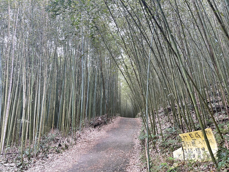 烏嘎彥竹林｜台版嵐山+個人私房景點!泰安竹林秘境太美了(苗栗免費景點)