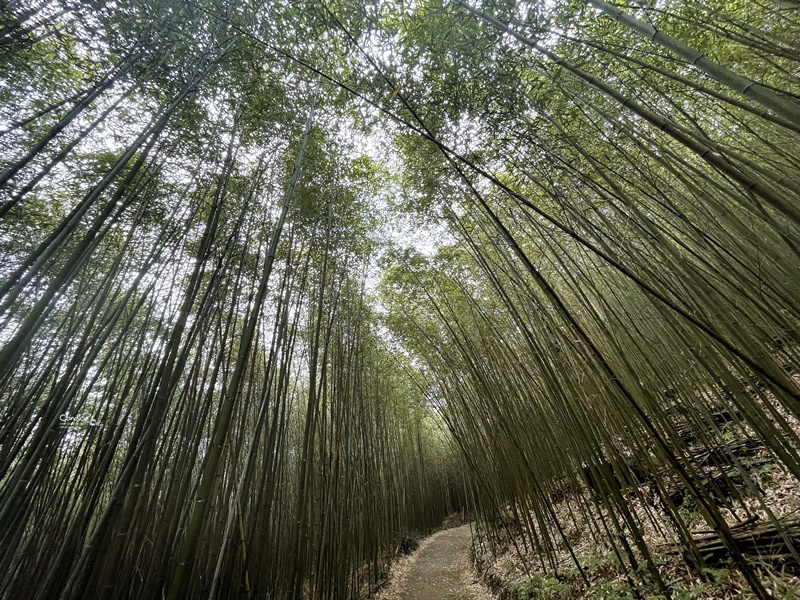 烏嘎彥竹林｜台版嵐山+個人私房景點!泰安竹林秘境太美了(苗栗免費景點)