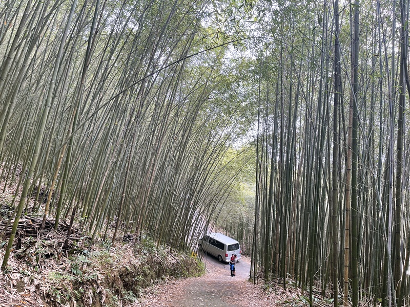 烏嘎彥竹林｜台版嵐山+個人私房景點!泰安竹林秘境太美了(苗栗免費景點)