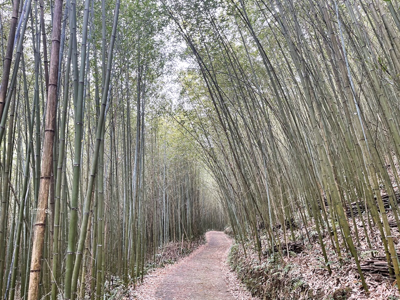 烏嘎彥竹林｜台版嵐山+個人私房景點!泰安竹林秘境太美了(苗栗免費景點)