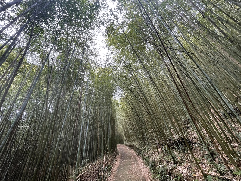 烏嘎彥竹林｜台版嵐山+個人私房景點!泰安竹林秘境太美了(苗栗免費景點)