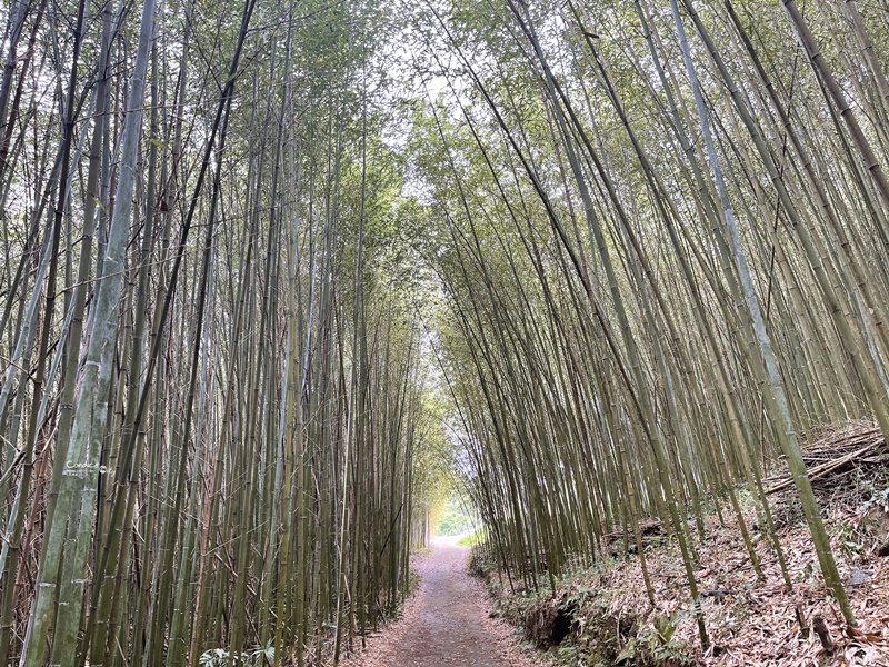 烏嘎彥竹林｜台版嵐山+個人私房景點!泰安竹林秘境太美了(苗栗免費景點)