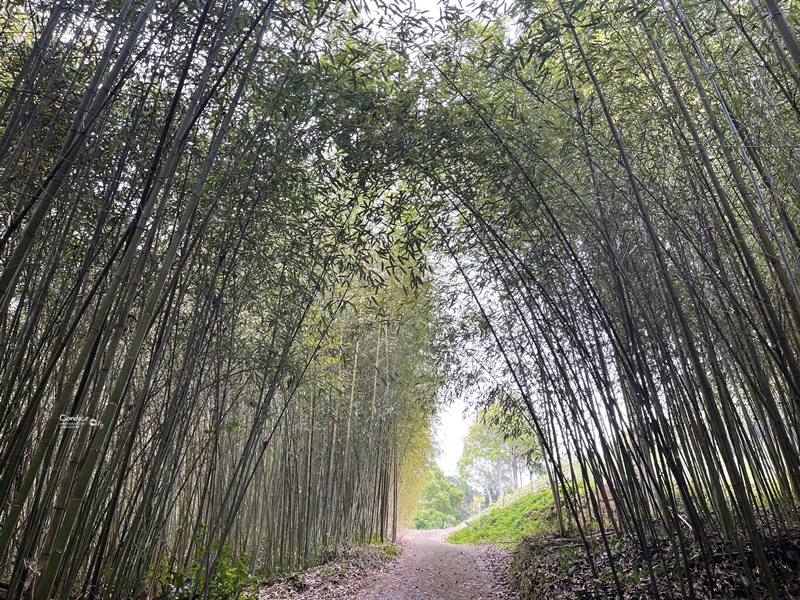 烏嘎彥竹林｜台版嵐山+個人私房景點!泰安竹林秘境太美了(苗栗免費景點)