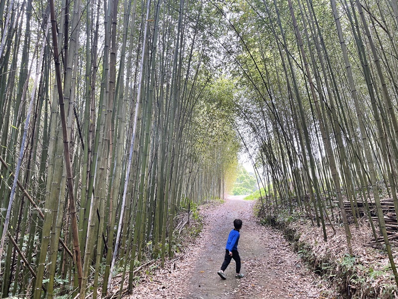 烏嘎彥竹林｜台版嵐山+個人私房景點!泰安竹林秘境太美了(苗栗免費景點)