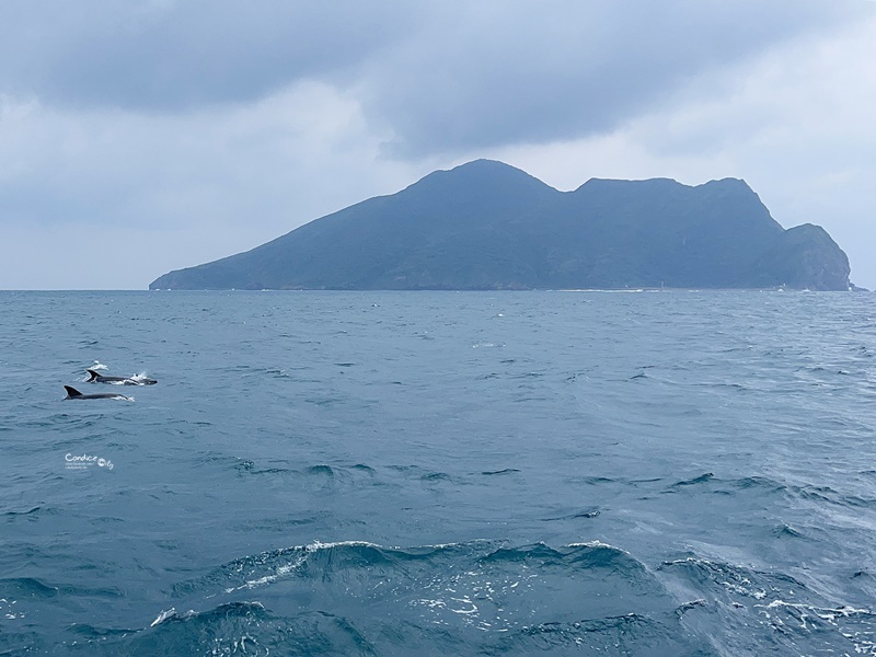 龜山島登島‧賞鯨豚‧繞島｜超幸運的宜蘭賞鯨豚之旅!龜山島登島開放囉!