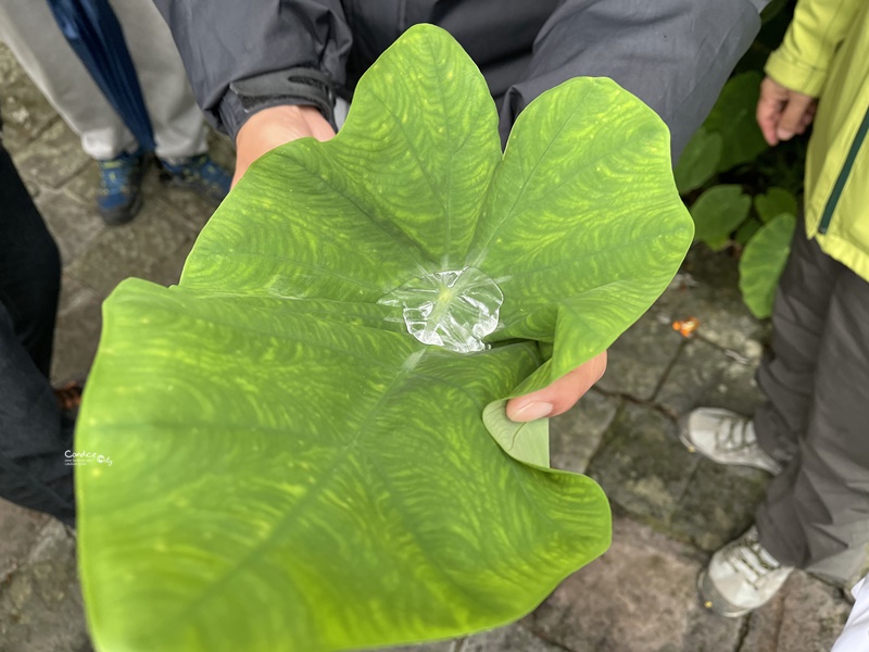 龜山島登島‧賞鯨豚‧繞島｜超幸運的宜蘭賞鯨豚之旅!龜山島登島開放囉!