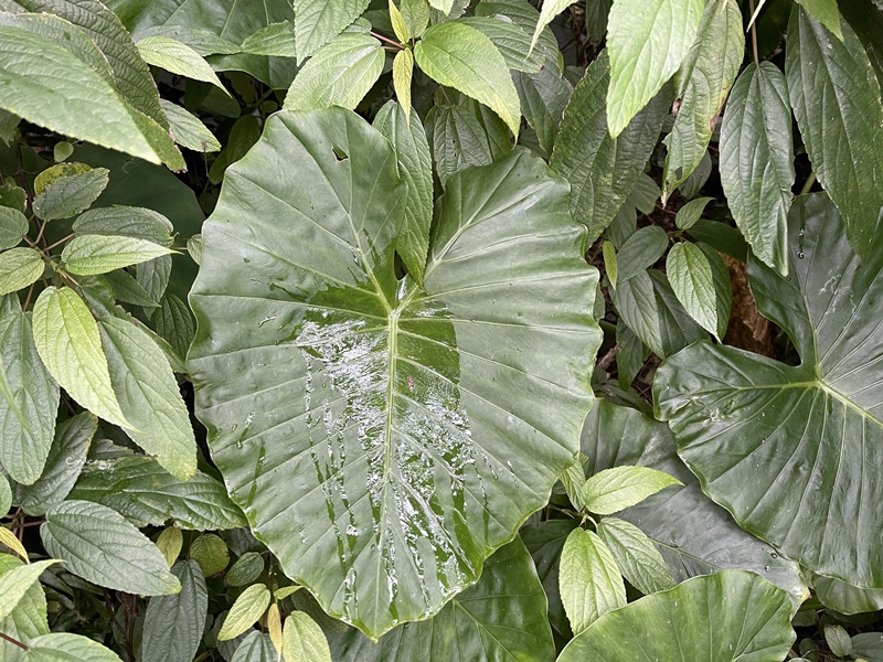 龜山島登島‧賞鯨豚‧繞島｜超幸運的宜蘭賞鯨豚之旅!龜山島登島開放囉!