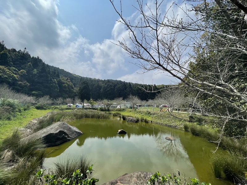 撒萬露營區｜苗栗森林系露營區!櫻花季極美!圍繞吉野櫻樹下搭營!