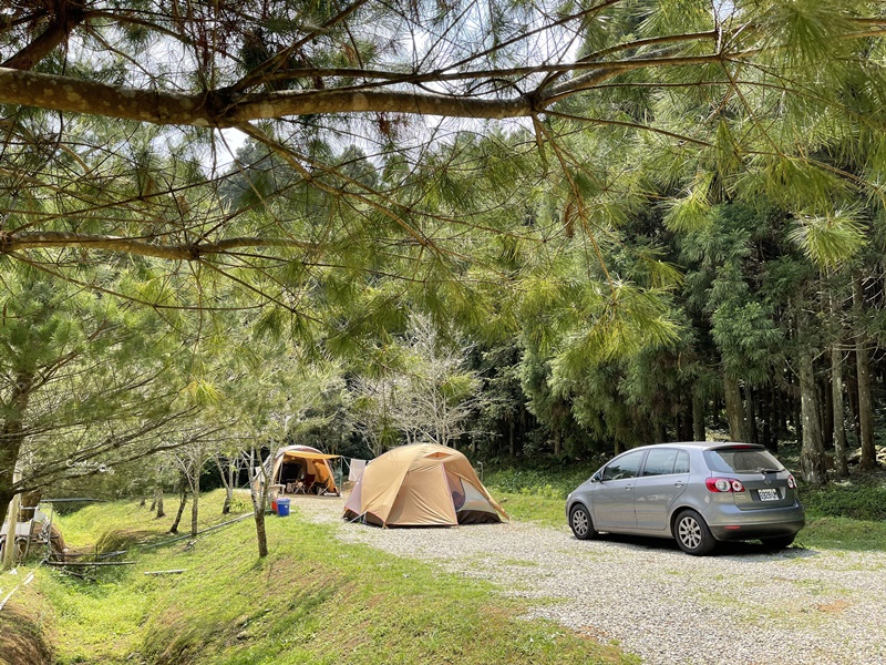 撒萬露營區｜苗栗森林系露營區!櫻花季極美!圍繞吉野櫻樹下搭營!