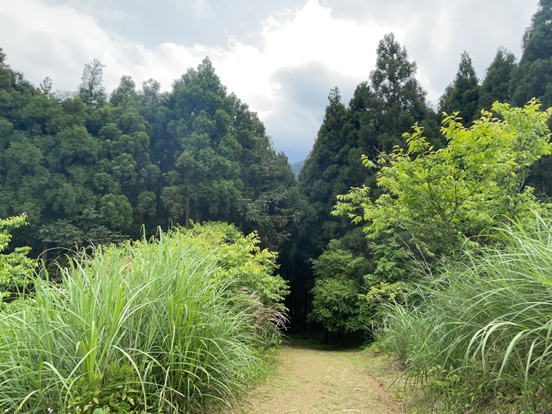 撒萬露營區｜苗栗森林系露營區!櫻花季極美!圍繞吉野櫻樹下搭營!