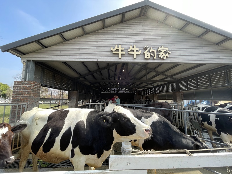 千巧谷牛樂園牧場｜雲林景點必去的觀光工廠!免費景點/麵包好吃/還可看牛!