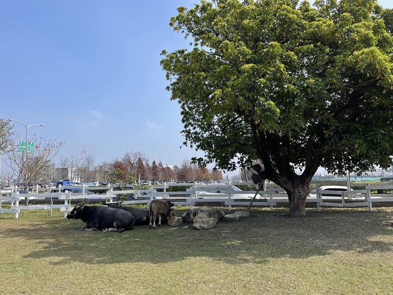 千巧谷牛樂園牧場｜雲林景點必去的觀光工廠!免費景點/麵包好吃/還可看牛!