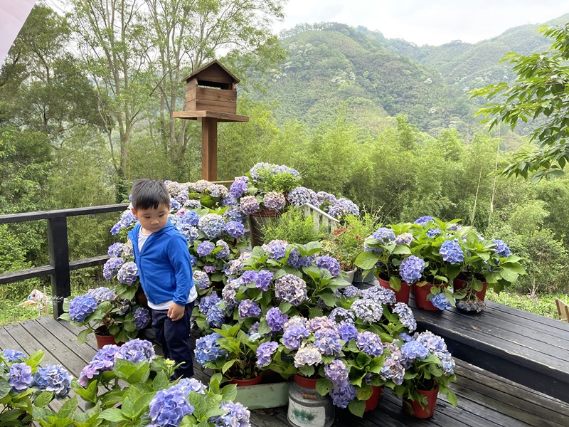 薰衣草森林新竹尖石店｜繡球花園滿開!評價好,用餐方便的新竹景點!