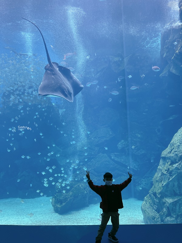 Xpark水族館住一晚豪華體驗分享！海洋系飯店級入住水族館/和逸:宿海奇遇!