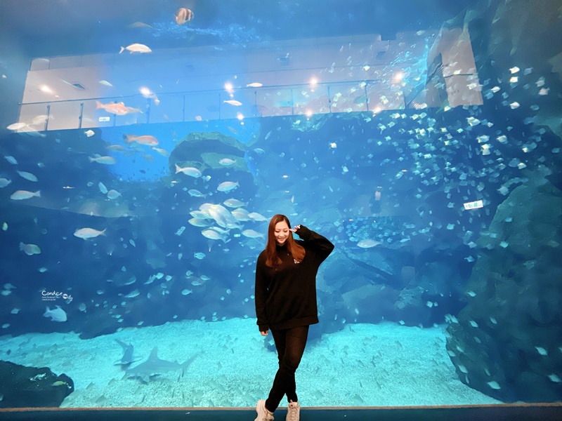 Xpark水族館住一晚豪華體驗分享！海洋系飯店級入住水族館/和逸:宿海奇遇!