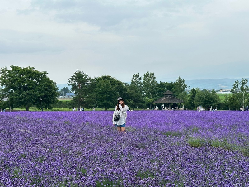 北海道旅遊｜薰衣草六日-小樽.富良野.四季彩之丘.旭山動物園.洞爺湖(名生旅遊)