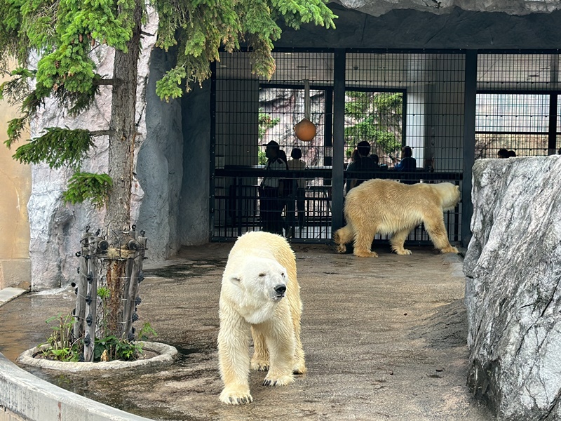 北海道旅遊｜薰衣草六日-小樽.富良野.四季彩之丘.旭山動物園.洞爺湖(名生旅遊)