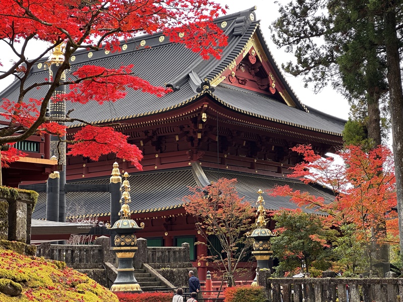 秋遊東京行程表(2)｜東京自由行‧日光一日遊‧ 足利花卉公園燈光秀/東京海洋迪士尼‧DAY7~12