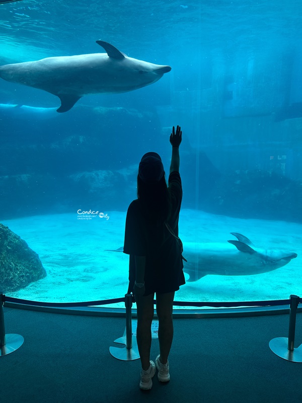 名古屋自由行｜吉卜力公園/名古屋樂高樂園/名古屋港水族館｜夏遊日本親子行(DAY6~11)