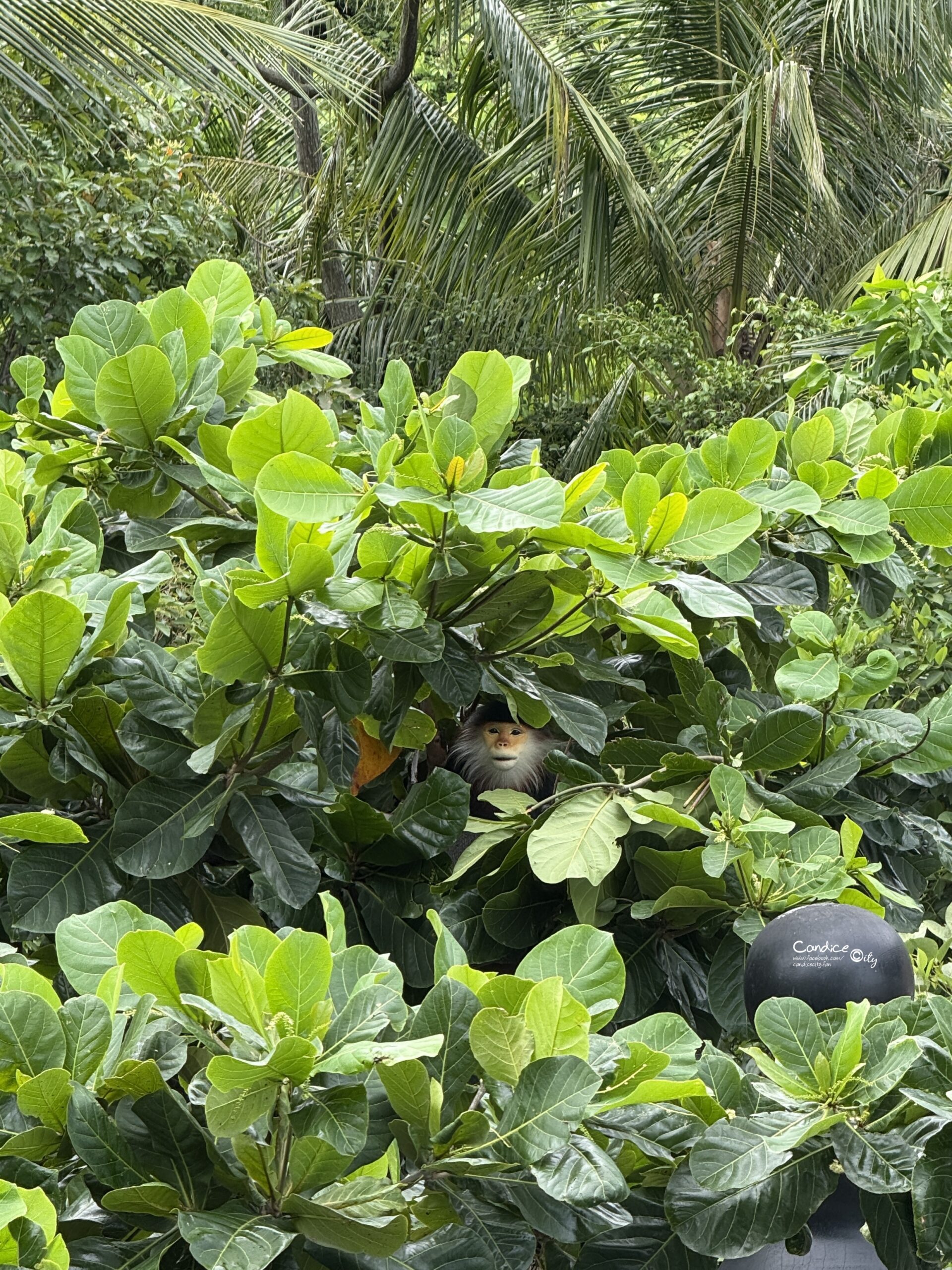 峴港洲際陽光半島度假酒店｜亞洲最美!此生必訪的夢幻越南峴港住宿(可樂旅遊)