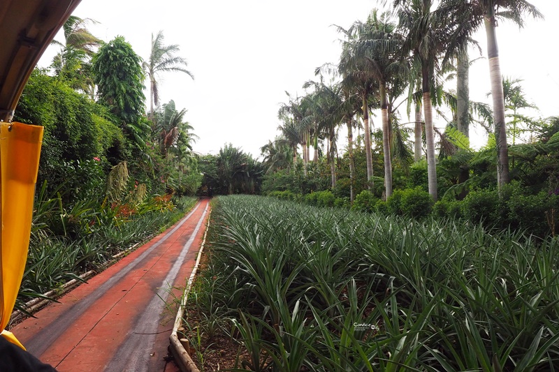 名護鳳梨園｜超推薦的沖繩親子景點!好吃好玩又不怕下雨!