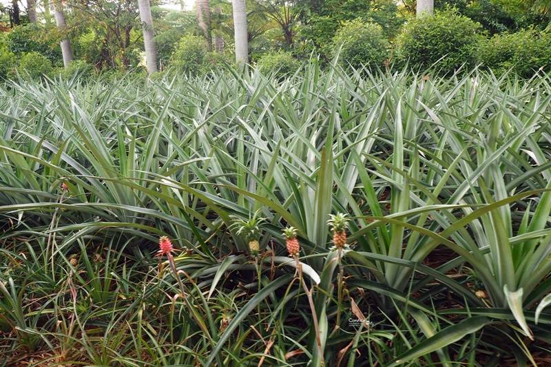 名護鳳梨園｜超推薦的沖繩親子景點!好吃好玩又不怕下雨!